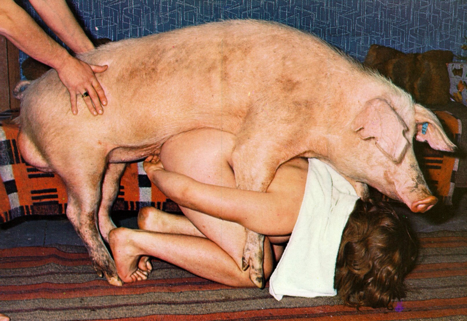 Смотреть порно свиньи