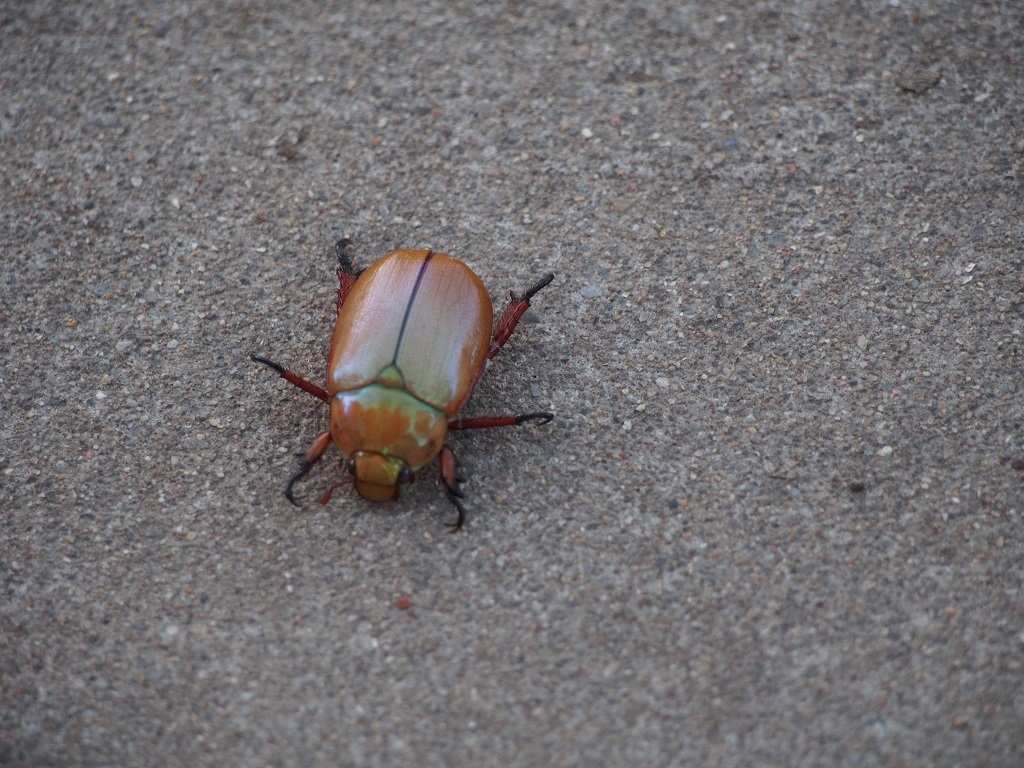 beetle1kmsja.jpg