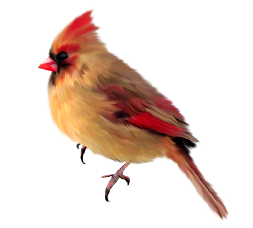 bird-png-kus-png-146r8rs3.png