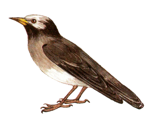 bird-png-kus-png-233co58.png