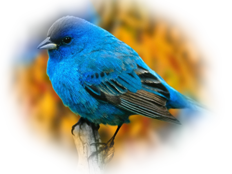bird_png_nisanboard_3i3r13.png