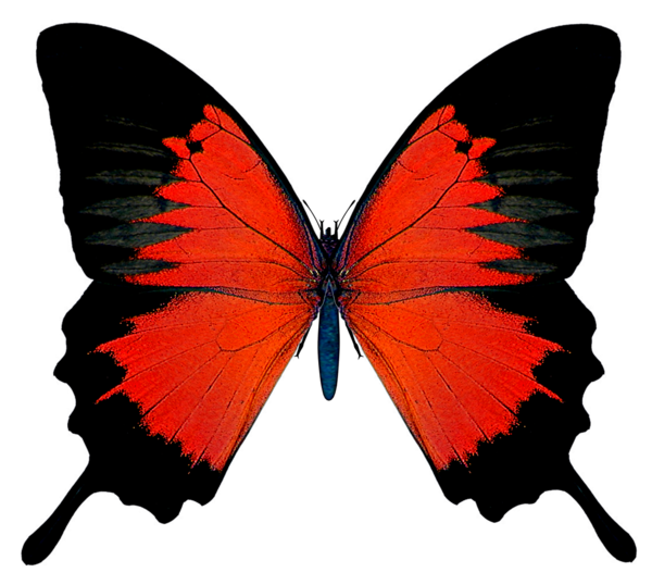 butterfly_png_nisanbo1ys9w.png