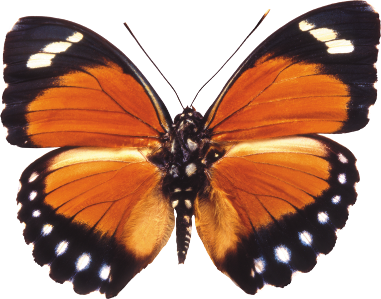 butterfly_png_nisanbo29sft.png