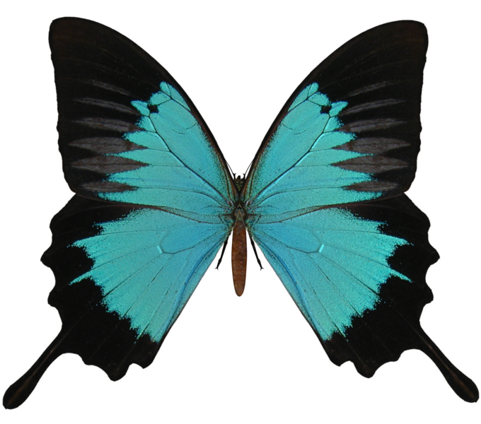 butterfly_png_nisanbo3ps1v.png