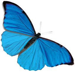 butterfly_png_nisanbo8wsnt.png