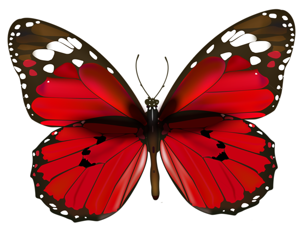 butterfly_png_nisanbo98sab.png
