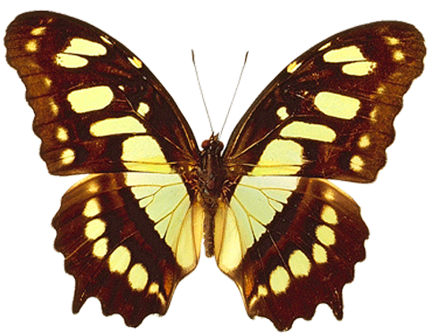 butterfly_png_nisanbo9qsps.png