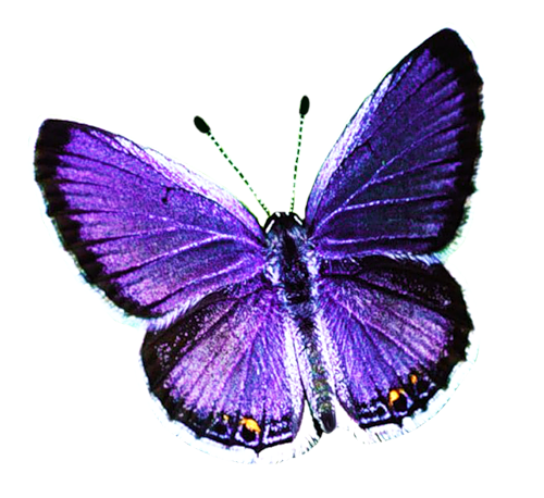 butterfly_png_nisanbob1shm.png