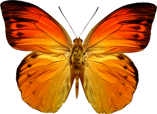 butterfly_png_nisanbobwsyh.png