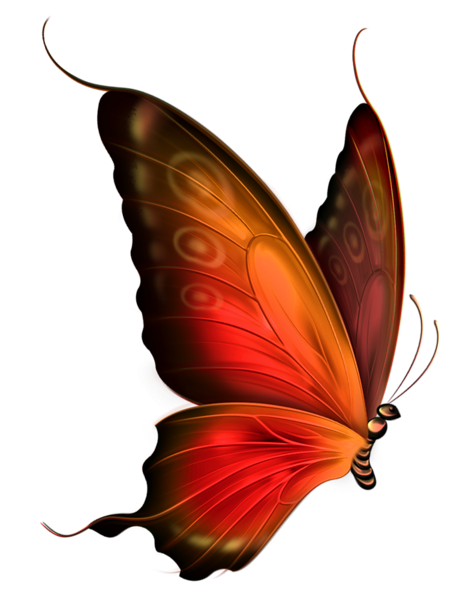 butterfly_png_nisanbofps78.png