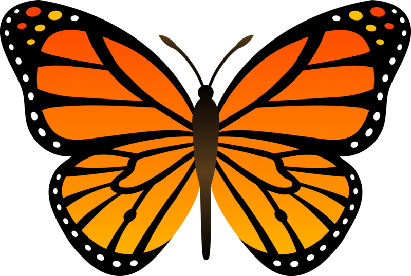 butterfly_png_nisanbogpsfp.png