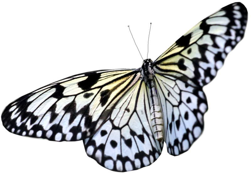 butterfly_png_nisanboh4saz.png