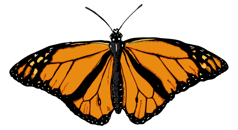 butterfly_png_nisanbojzsf9.png