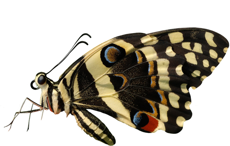 butterfly_png_nisanbok3sty.png