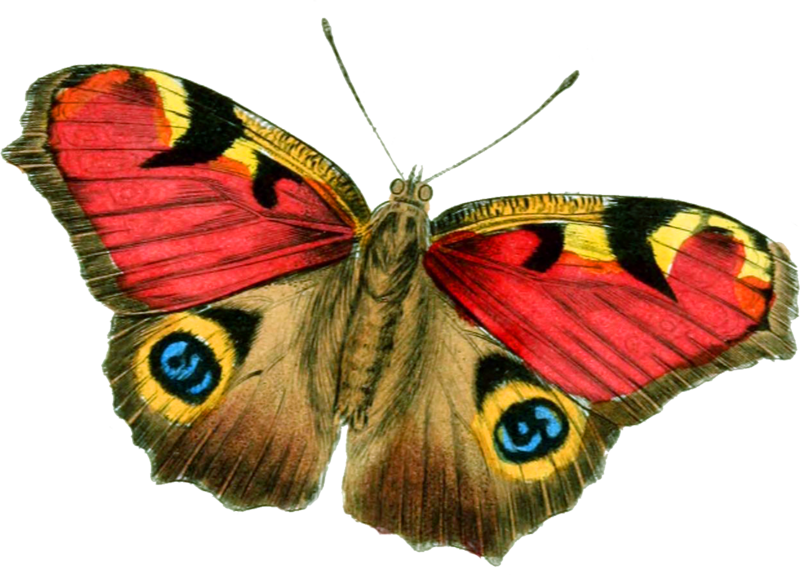 butterfly_png_nisanbokhs0h.png