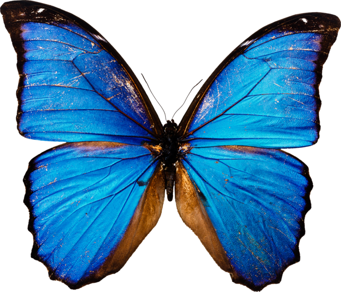 butterfly_png_nisanbonhs51.png