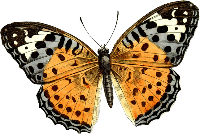 butterfly_png_nisanbooso9s.png