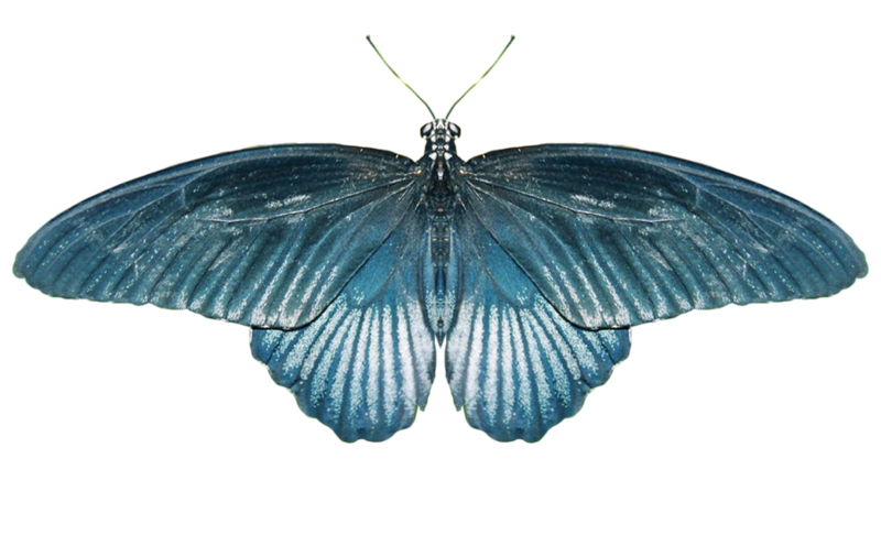 butterfly_png_nisanboqdsmf.png