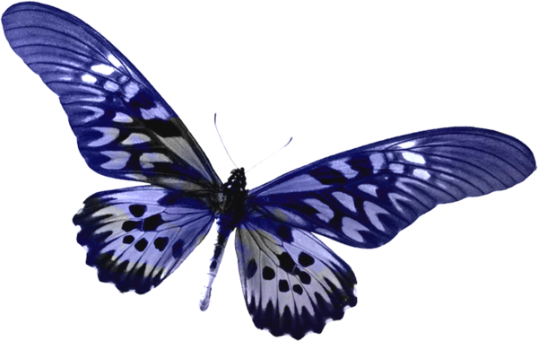 butterfly_png_nisanboqesmr.png