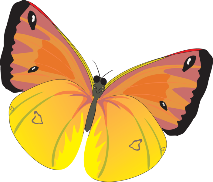 butterfly_png_nisanboqusop.png