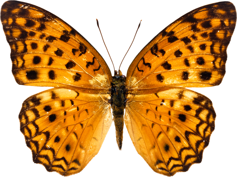 butterfly_png_nisanbosbsvq.png