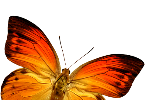 butterfly_png_nisanbotkslo.png