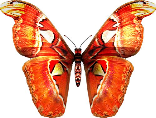 butterfly_png_nisanbotwsb0.png