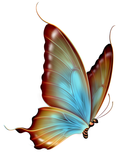 butterfly_png_nisanbovcs90.png