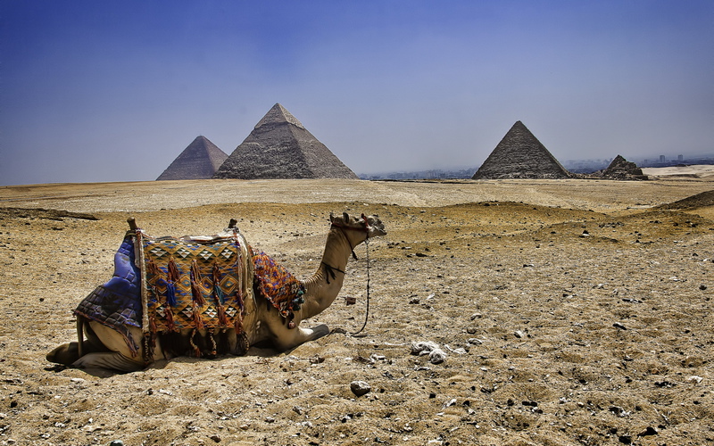 camel17pgsic.jpg
