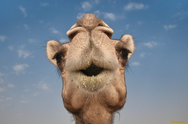 camel20a3srx.jpg