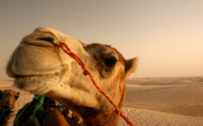 camel2mos6l.jpg