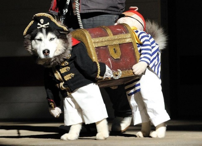 [Bild: dog-pirate-costume-65uvp57.jpg]
