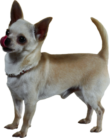 dog_png_nisanboard_12yerbm.png