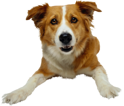dog_png_nisanboard_147rqo7.png