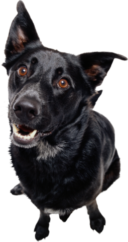 dog_png_nisanboard_15b4ryf.png