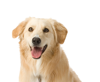 dog_png_nisanboard_17iu5m.png