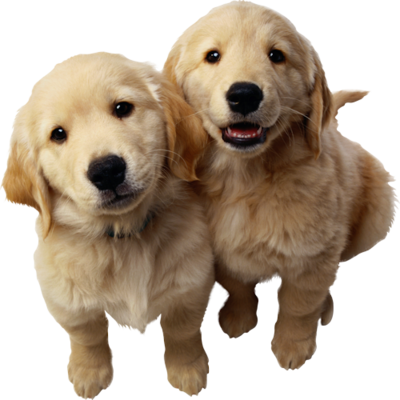 dog_png_nisanboard_1817rd9.png