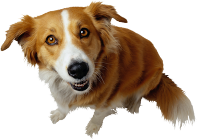 dog_png_nisanboard_1951rw9.png