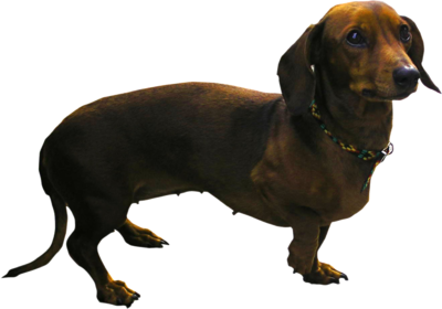 dog_png_nisanboard_23jpuj4.png