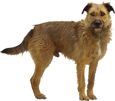 dog_png_nisanboard_26rmus9.png