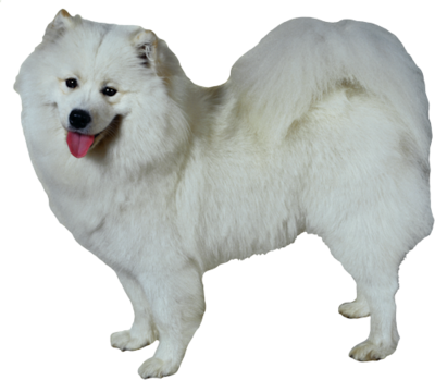 dog_png_nisanboard_27aiuyw.png