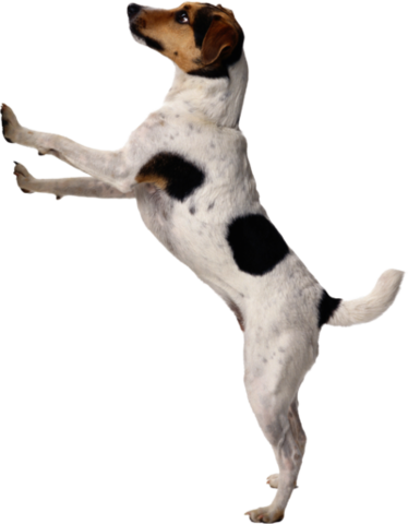 dog_png_nisanboard_31njuuy.png