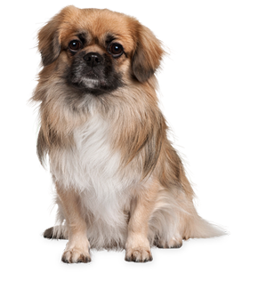 dog_png_nisanboard_4pyuwn.png