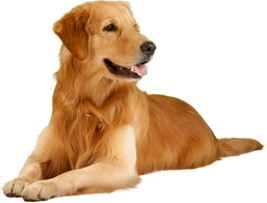 dog_png_nisanboard_5tcuh0.png