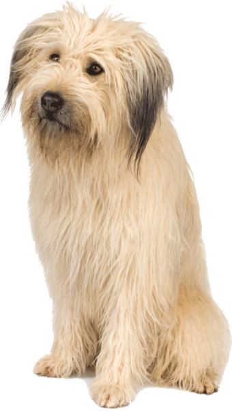 dog_png_nisanboard_768uvw.png