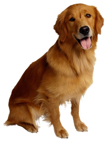 dogs_png_kpek_19zuf22.png