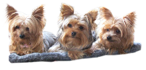 dogs_png_kpek_3oqf8x.png