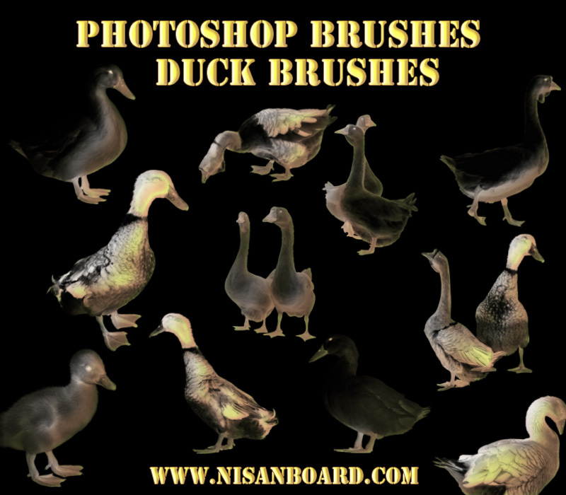 Photoshop Brushes, Photoshop duck Brushes