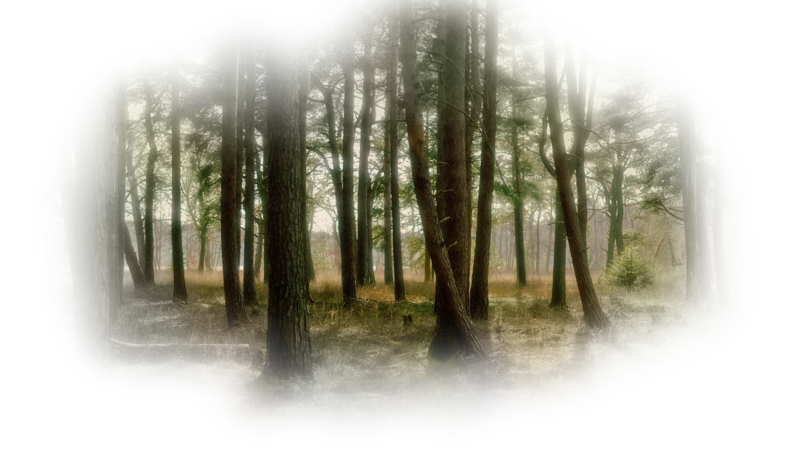 forest-wallpaper-1366gbb0f.png