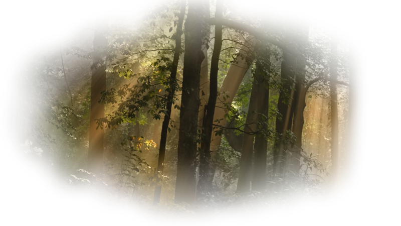 forest-wallpaper-1366mdljy.png